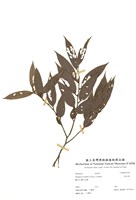 藏品(軟毛柿)的圖片